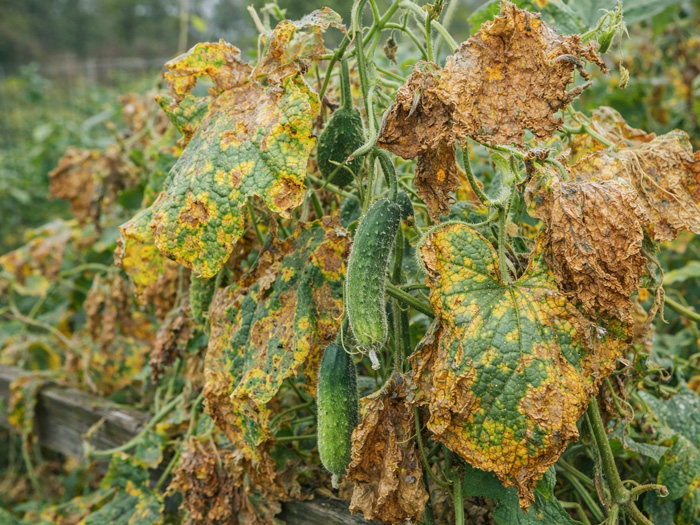 Bệnh mốc sương hại cây gì nặng nhất trong họ bầu bí?