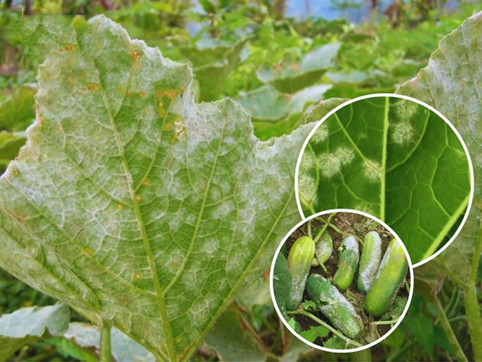 Bệnh sương mai trên dưa chuột khác gì bệnh phấn trắng?