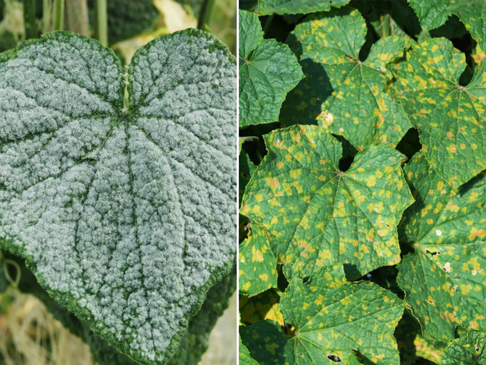 Bệnh sương mai trên dưa chuột khác gì bệnh phấn trắng?