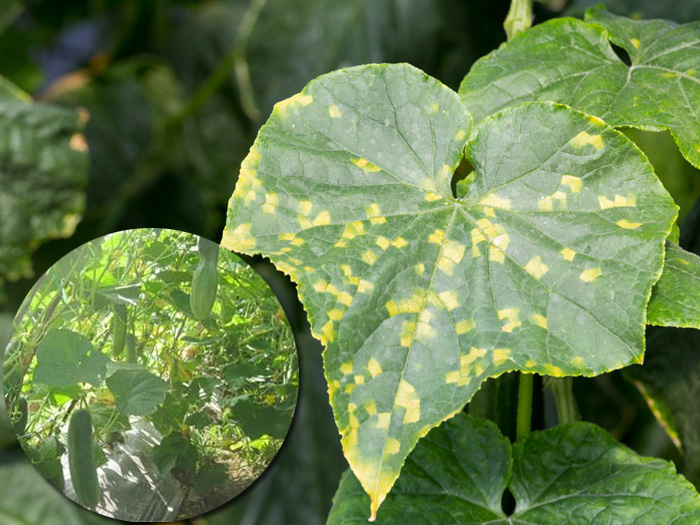 Phân biệt bệnh sương mai và giả sương mai trên dưa lưới và dưa chuột