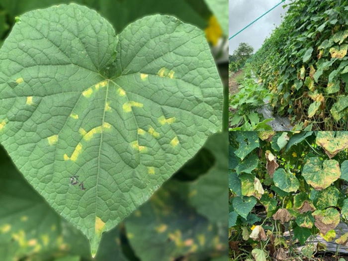 Phân biệt bệnh sương mai và giả sương mai trên dưa lưới và dưa chuột
