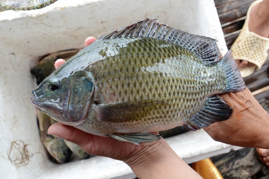 Cá rô phi nuôi bao lâu thì thu hoạch để đạt lợi nhuận tối ưu?