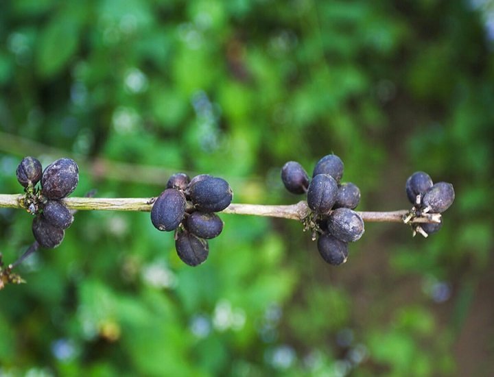 Các loại bệnh trên cây cà phê thường gặp và cách nhận biết sớm