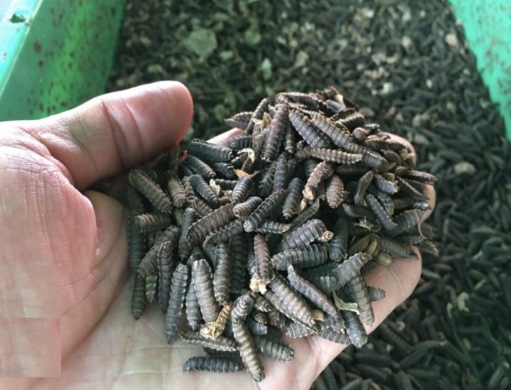 Chim yến ăn thức ăn gì trong tự nhiên và khi nuôi trong nhà