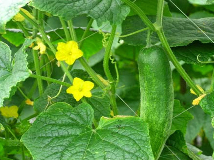 Dưa chuột là gì? Đặc điểm, thời vụ và cách trồng dưa chuột sai quả