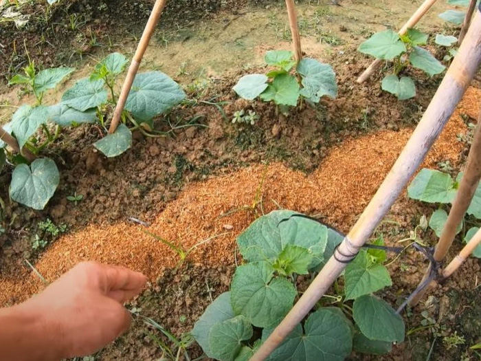 Dưa chuột là gì? Đặc điểm, thời vụ và cách trồng dưa chuột sai quả