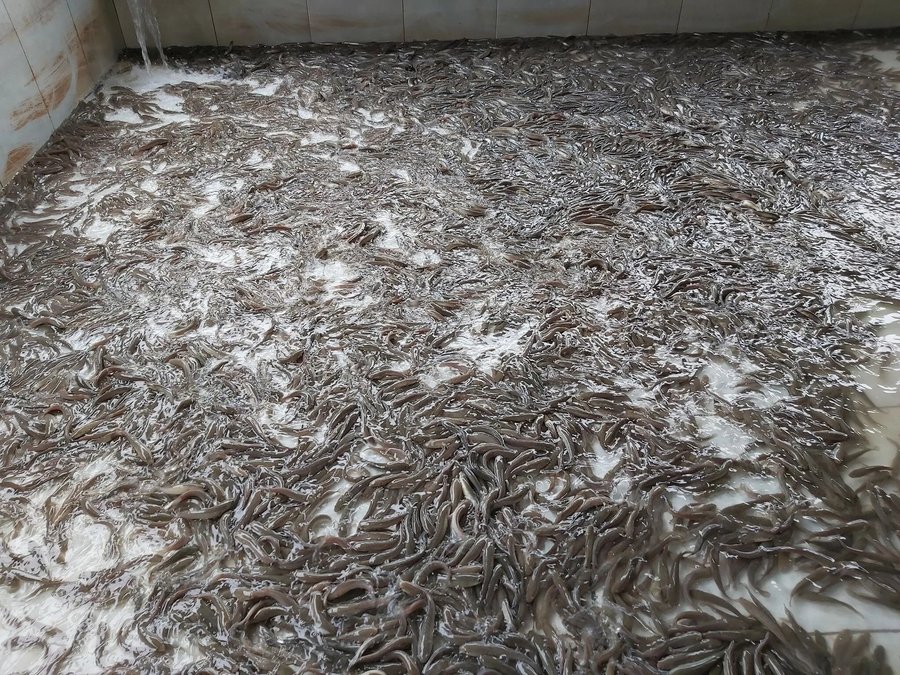 Mô hình nuôi cá quả ở miền Bắc có lời nhiều không?