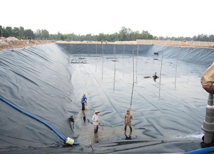 Những điều cần biết khi nuôi cá rô phi trong be lót bạt HDPE