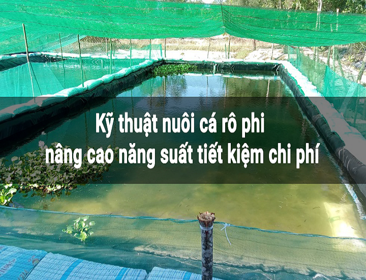 Những điều cần biết khi nuôi cá rô phi trong be lót bạt HDPE