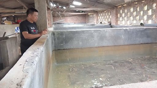 Nuôi cá trê ta trong bể xi măng có lợi nhuận cao không?