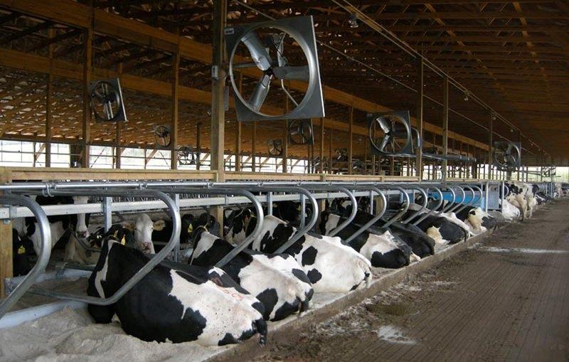 Độ bền quạt thông gió chuồng trại bao nhiêu năm?