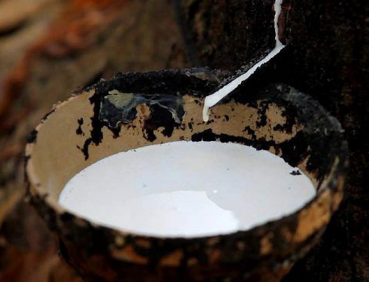 Tại sao cao su thiên nhiên có tính đàn hồi cao?