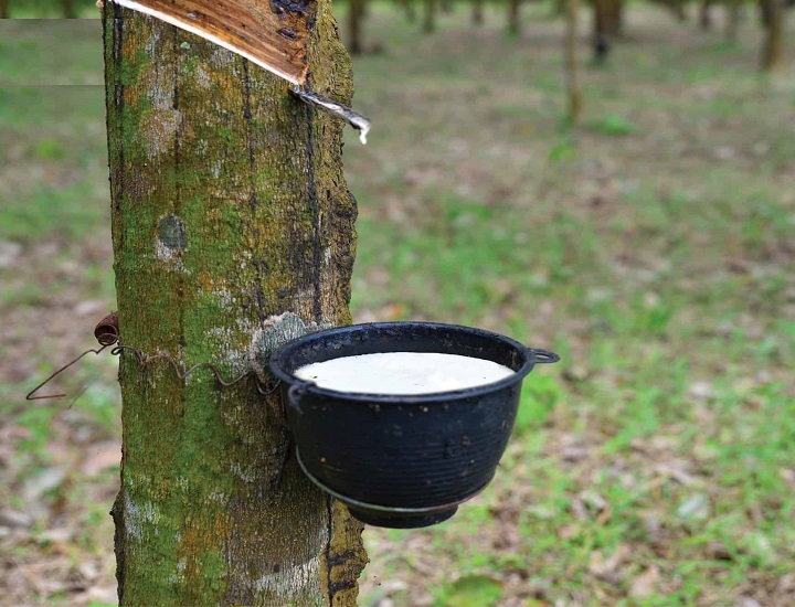 Tại sao cao su thiên nhiên có tính đàn hồi cao?
