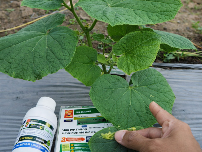 Thuốc đặc trị sương mai dưa leo nên dùng khi nào? Dấu hiệu cần xử lý sớm
