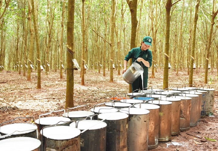 Tính chất ứng dụng của cao su thiên nhiên trong sản xuất và đời sống