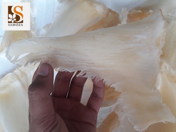 Vi cá mập có tác dụng gì?