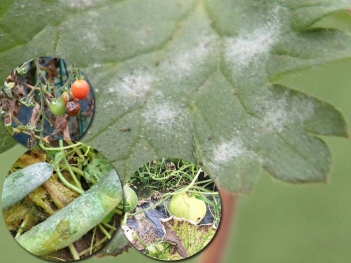 Bệnh mốc sương hại cây gì nặng nhất trong họ bầu bí?