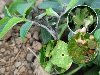 Bệnh sương mai là gì và có lan nhanh trên ruộng dưa không?