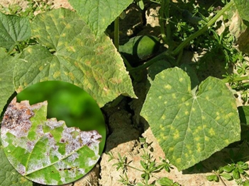 Bệnh sương mai trên dưa chuột khác gì bệnh phấn trắng?