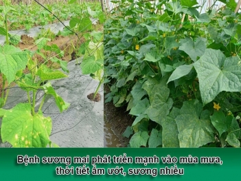 Bệnh sương mai trên dưa leo dễ bùng phát khi nào?