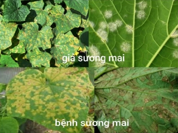 Phân biệt bệnh sương mai và giả sương mai trên dưa lưới và dưa chuột