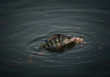 Cá rô đầu nhím ăn gì? Thức ăn cho cá rô đầu nhím mau lớn - Tạp chí Dáng Đẹp