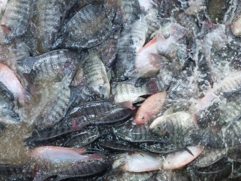 Cá rô phi nuôi bao lâu thì thu hoạch để đạt lợi nhuận tối ưu? - Tạp chí Dáng Đẹp