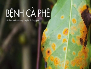 Các loại bệnh trên cây cà phê thường gặp và cách nhận biết sớm - Tạp chí Dáng Đẹp