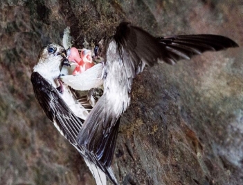 Chim yến ăn thức ăn gì trong tự nhiên và khi nuôi trong nhà - Tạp chí Dáng Đẹp