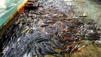 Mô hình nuôi cá quả ở miền Bắc có lời nhiều không? - Tạp chí Dáng Đẹp