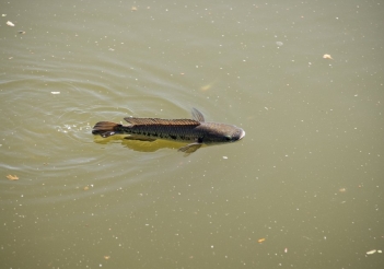 Kỹ thuật nuôi cá lóc đầu nhím nào dễ áp dụng? - Tạp chí Dáng Đẹp