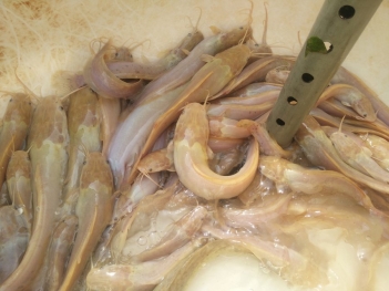 Nuôi cá trê ta trong bể xi măng có lợi nhuận cao không? - Tạp chí Dáng Đẹp