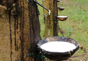 Tính chất ứng dụng của cao su thiên nhiên trong đời sống sản xuất - Tạp chí Dáng Đẹp