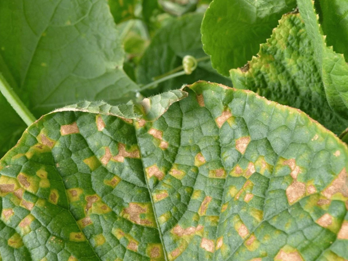 bệnh giả sương mai