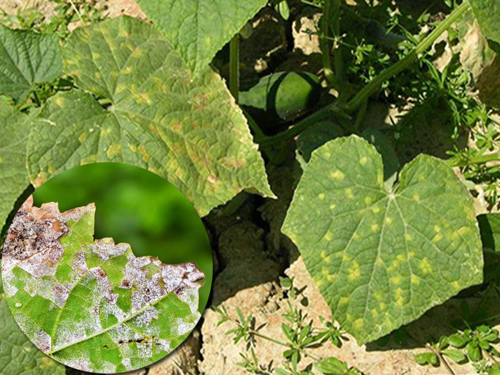bệnh sương mai trên dưa chuột