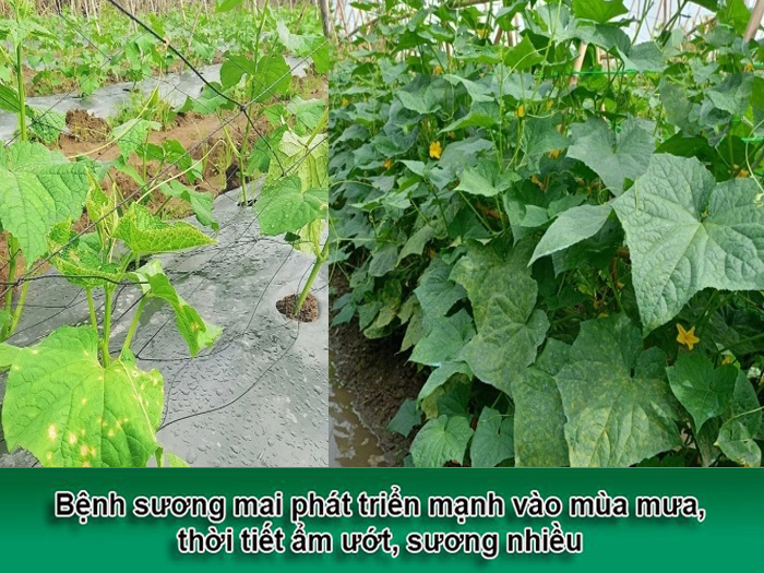 bệnh sương mai trên dưa leo