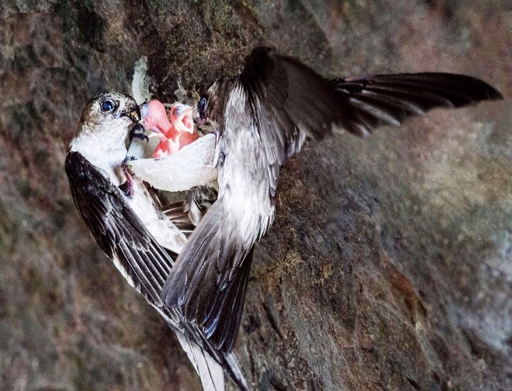 chim yến ăn thức ăn gì