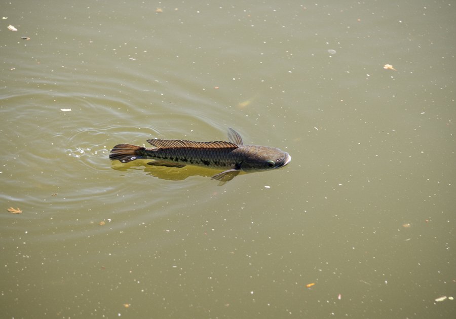 nuôi cá lóc đầu nhím