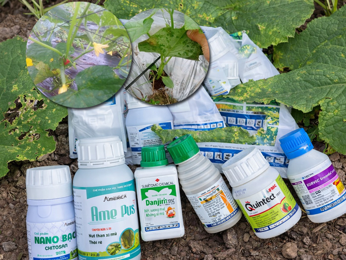 thuốc đặc trị sương mai dưa leo