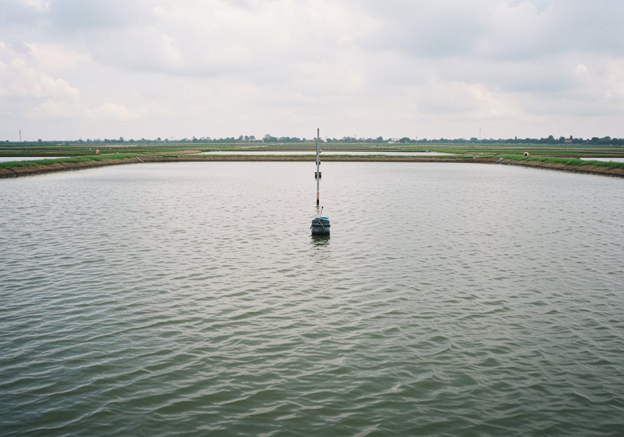 trứng nước trong ao nuôi tôm