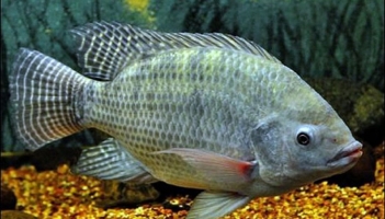 Cá rô phi: Đặc điểm, giá trị dinh dưỡng và cách nuôi thương phẩm - Tạp chí Dáng Đẹp